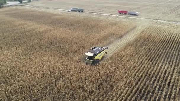 Aerial View Harvester Harvesting Corn Field Video Footage Agricultural Machinery — стоковое видео