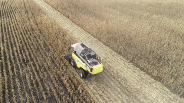 Aerial View Harvester Harvesting Corn Field Video Footage Agricultural Machinery — Stockvideo