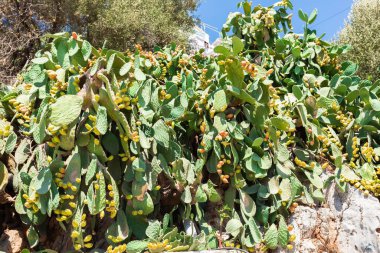 Cactus in a terracotta pot on the street against the background of a stone wall. Outdoor plant