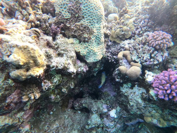 Unterwasserwelt Des Roten Meeres Mit Korallenriff Und Bunten Fischen Aus — Stockfoto