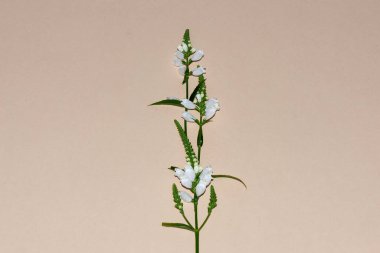 Bellflower in the middle on a light background