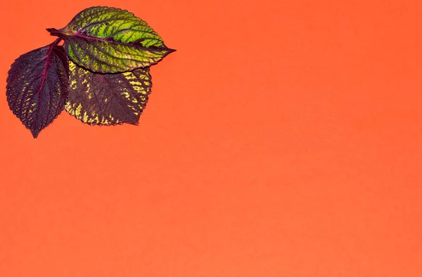 Three leaves in the upper left corner on the orange background