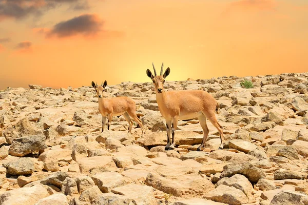 ibexes ve gün batımı
