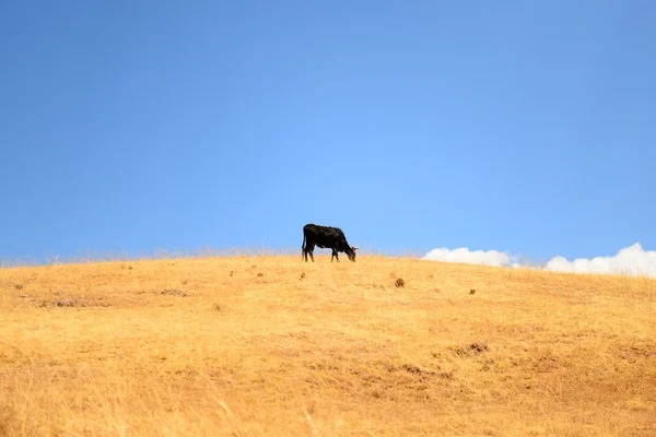 Vaca em uma montanha alta — Fotografia de Stock