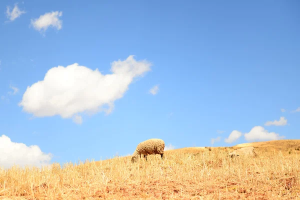 Moutons sur une haute montagne — Photo