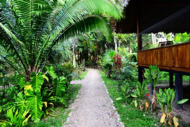Lodge in jungles