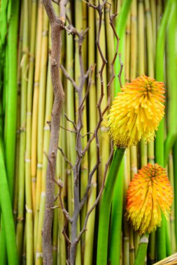 tropikal bitki kompozisyonu