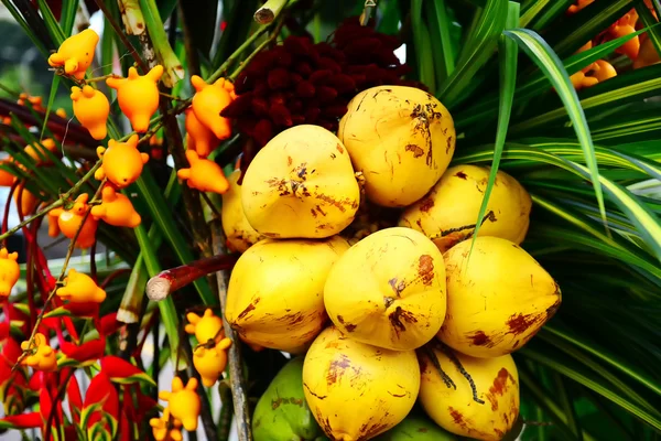 Složení tropické ovoce — Stock fotografie