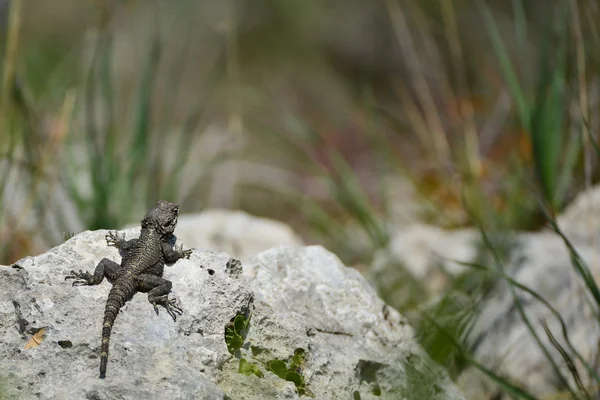 岩石上的蜥蜴 hardun — 图库照片
