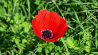 bir rüzgar kırmızı çiçek