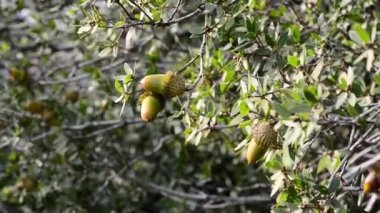 meşe palamudu bir Rüzgar