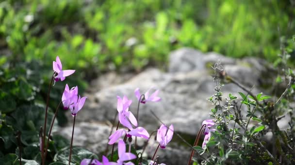 Rosa Cyclamen in einem Wald — Stockvideo