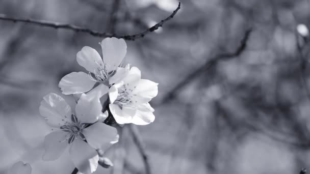 Mandelblüte in schwarz-weißer Komposition — Stockvideo