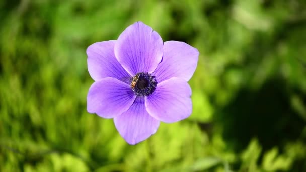 Bee on a purple flower — Stock Video