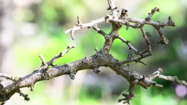 Üç yeşil yaprakları kuru dal