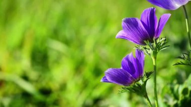 bir rüzgar iki mor çiçekler