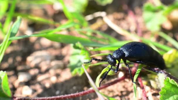 Großer schwarzer Käfer frisst Gras — Stockvideo