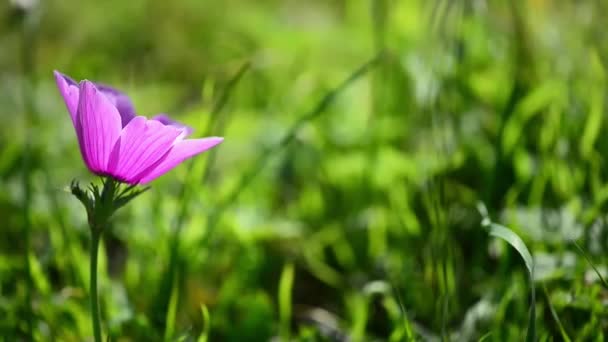 Rosafarbene Anemone coronaria — Stockvideo