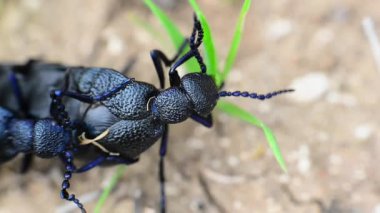 böcek böcek üzerinde sürme