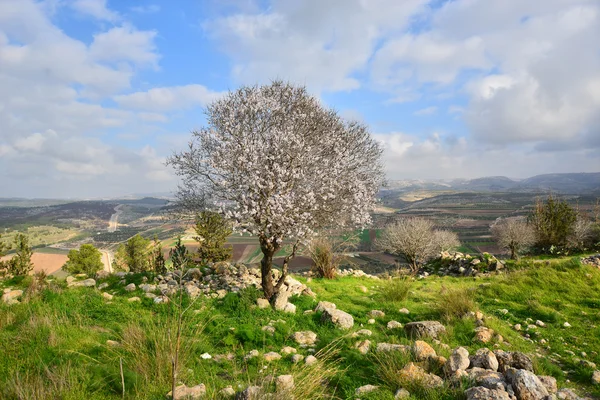 Beautiful flowering almond tree — Stock Photo, Image