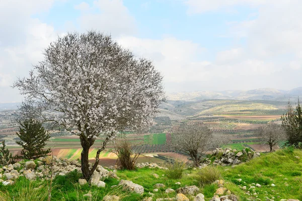 Wild almond tree in beautiful scenery — Stock Photo, Image