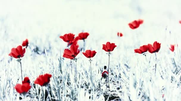 Fleurs rouges sur fond noir et blanc — Video