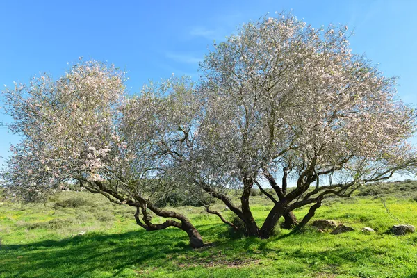 Old almond tree in bloom — Stock Photo, Image