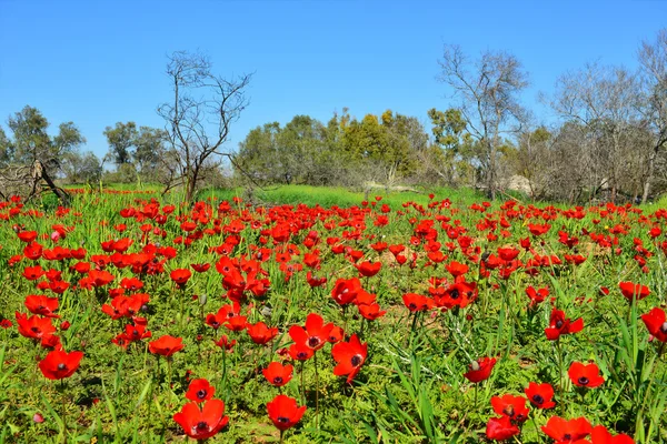 Feld der roten Blumen — Stockfoto
