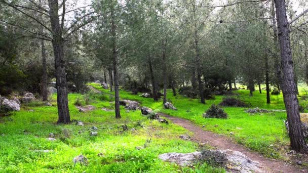 VTT dans une forêt de montagne 