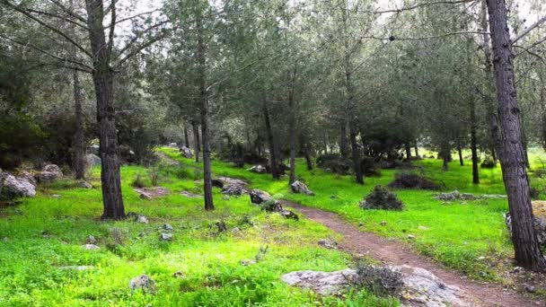 Ciclista de montaña en un bosque de montaña — Vídeos de Stock