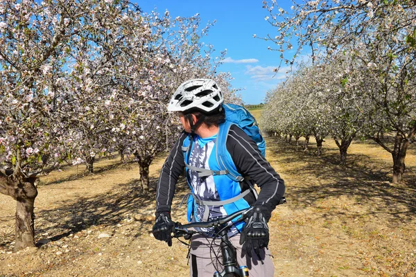Biciclista admira amêndoa florescente — Fotografia de Stock