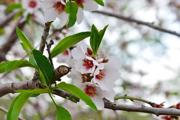 Spring scenery — Stock Photo, Image