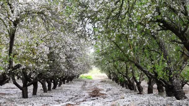 Jardim de primavera — Vídeo de Stock