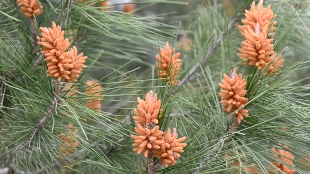 Orange fir cones — Stock Video