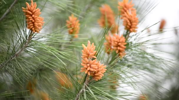 Conos de abeto naranja — Vídeos de Stock