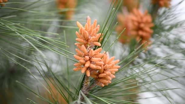 Cônes de sapin orange — Video