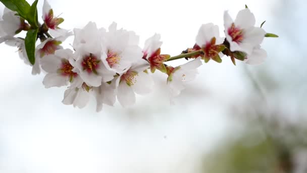 Ramo da Primavera — Vídeo de Stock