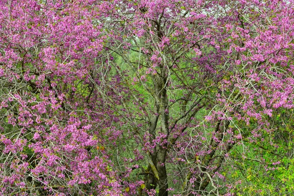 Albero di Giuda con bellissimi fiori rosa — Foto Stock