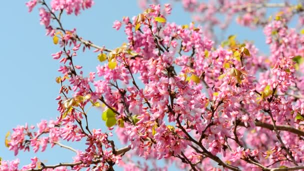 蜜蜂和犹大树 — 图库视频影像