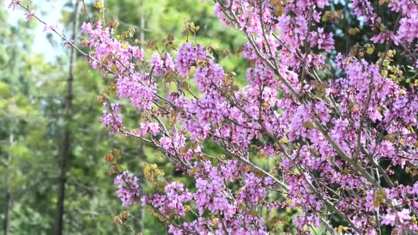 Albero di Giuda nella foresta s — Video Stock