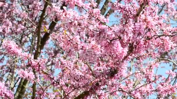 Judas tree — Stock Video