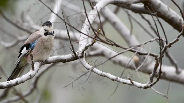 Garrulus glandarius — Video Stock