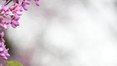 pembe çiçekler ile ekran kartı