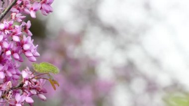 sol taraftaki pembe çiçekler