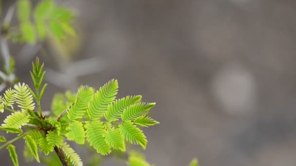 Foglie verdi di un'Acacia decurrens — Video Stock