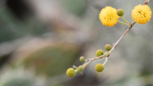 Rama de acacia decurrens — Vídeo de stock