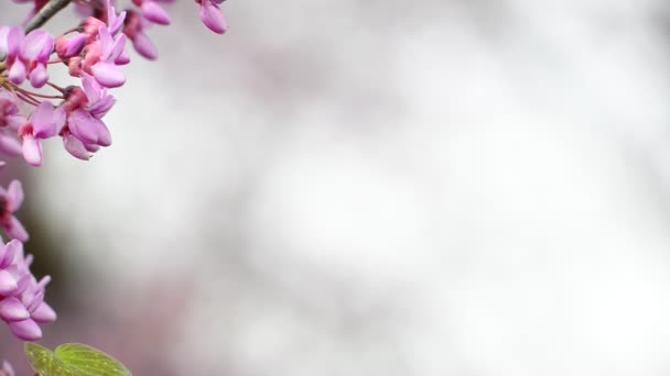 Placa de vídeo com flores rosa — Vídeo de Stock