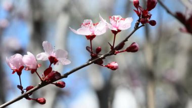 Japon eriği çiçeği