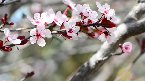 Beautiful branch of Japanese plum — Stock Video