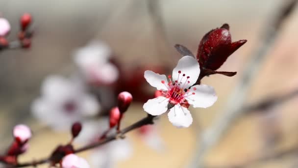 Flower plum tree — Stock Video